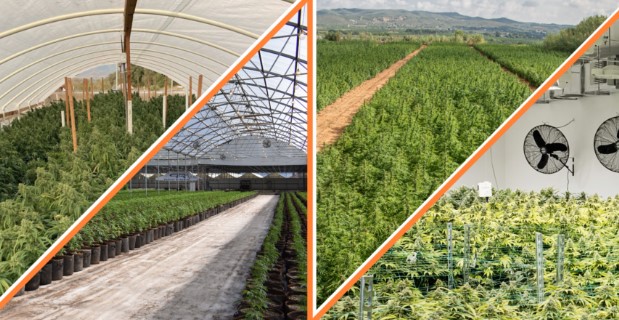 express cannabis delivery