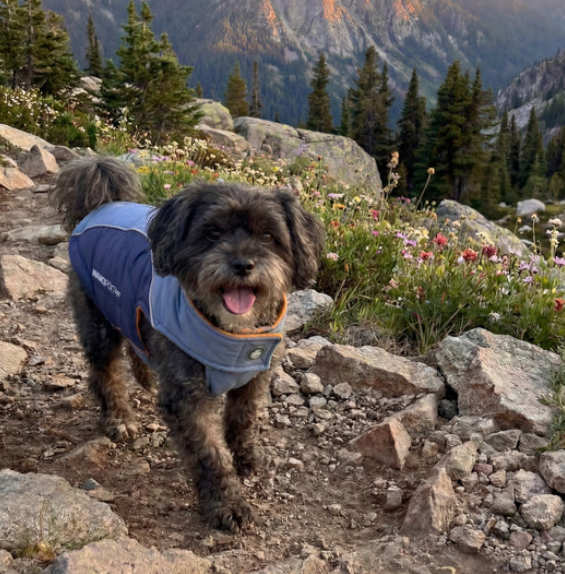 dog jacket