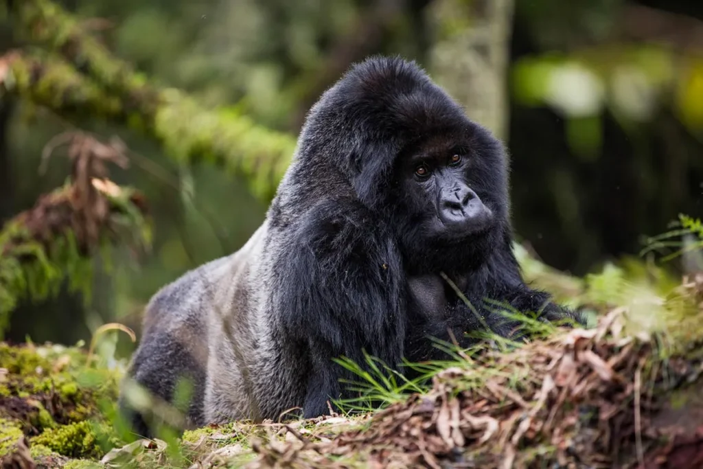 gorilla trekking experience