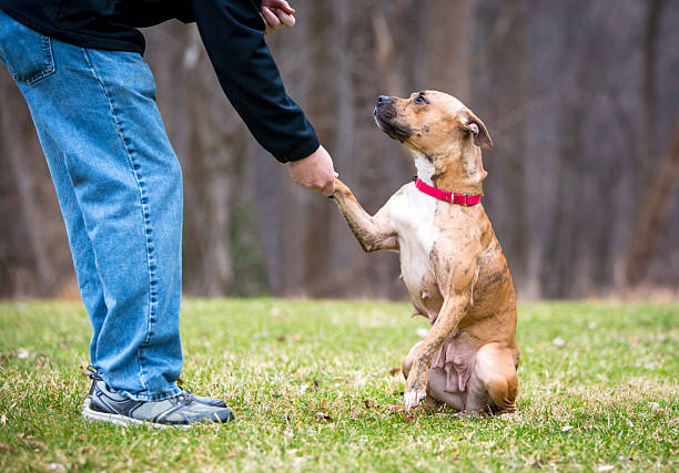 Experienced dog trainers